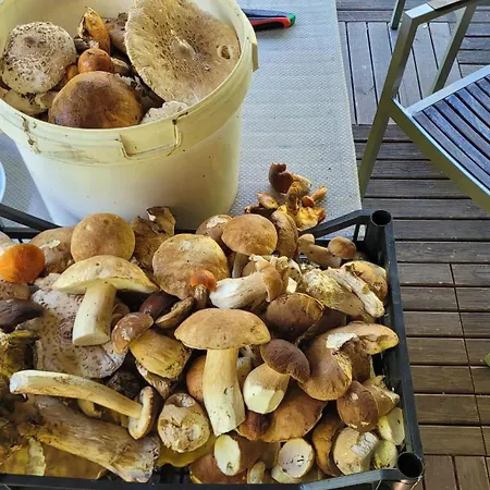Vakantiehuis Forest Sulimowka - Dom Na Wylacznosc Z Dala Od Sasiadow *